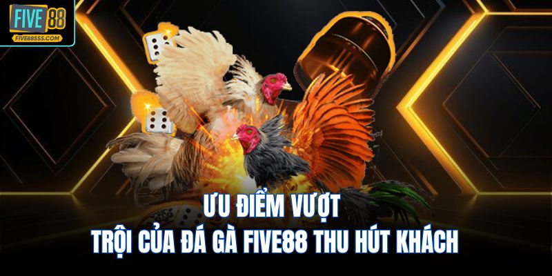 Ưu điểm vượt trội của đá gà FIVE88 thu hút khách